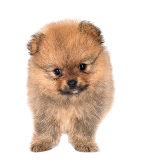 Cachorro Pomerania Quito